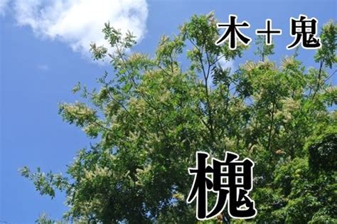 樹木鬼|木＋鬼の漢字「槐」！読み方や意味を一発チェック